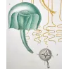 Naked-eye Medusa (* Orythia viridis*), Dianea & Gerionia (Marine Jellyfish) Pretre (c1835)