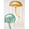 Naked-eye Medusa (* Orythia viridis*), Dianea & Gerionia (Marine Jellyfish) Pretre (c1835)