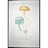 Naked-eye Medusa (* Orythia viridis*), Dianea & Gerionia (Marine Jellyfish) Pretre (c1835)