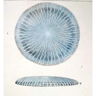 Antique Marine Engraving – Pierre Antoine Prêtre – Disc Jellyfish
