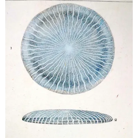 Antique Marine Engraving – Pierre Antoine Prêtre – Disc Jellyfish