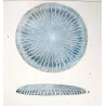 Disc Jellyfish (*Eudra Ondulosa*) (Top and Side View) Pretre (c1835)