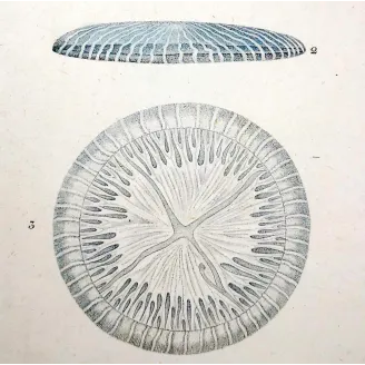 Antique Marine Engraving – Pierre Antoine Prêtre – Disc Jellyfish