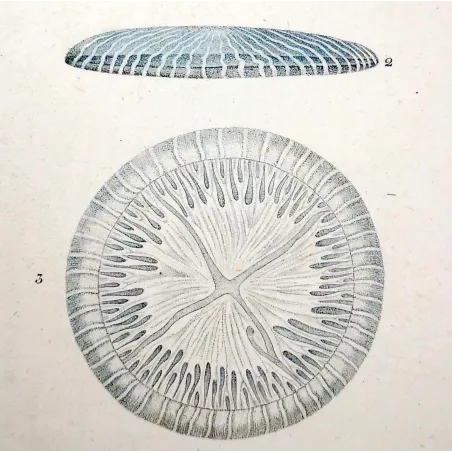 Antique Marine Engraving – Pierre Antoine Prêtre – Disc Jellyfish