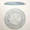 Disc Jellyfish (*Eudra Ondulosa*) (Top and Side View) Pretre (c1835)