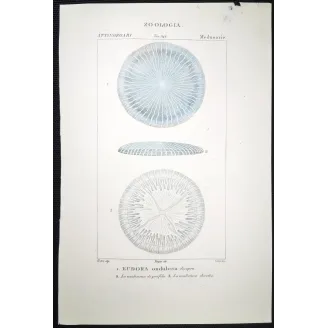 Antique Marine Engraving – Pierre Antoine Prêtre – Disc Jellyfish