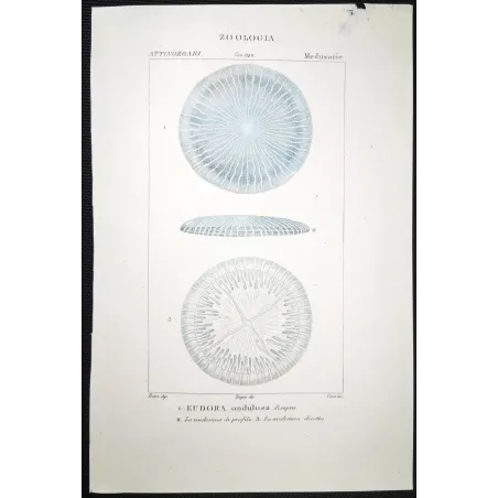 Antique Marine Engraving – Pierre Antoine Prêtre – Disc Jellyfish