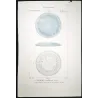Disc Jellyfish (*Eudra Ondulosa*) (Top and Side View) Pretre (c1835)
