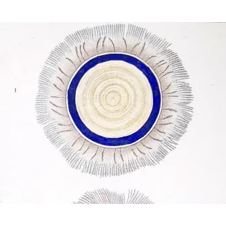 Antique Marine Engraving – Pierre Antoine Prêtre – Blue Botton Jellyfish