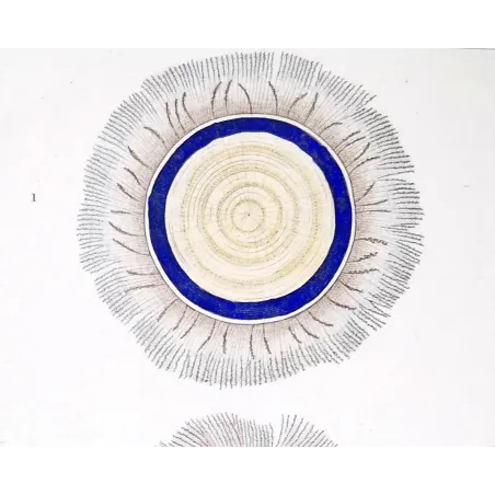 Antique Marine Engraving – Pierre Antoine Prêtre – Blue Botton Jellyfish