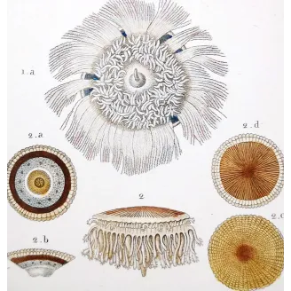 Antique Marine Engraving – Pierre Antoine Prêtre – Blue Botton Jellyfish