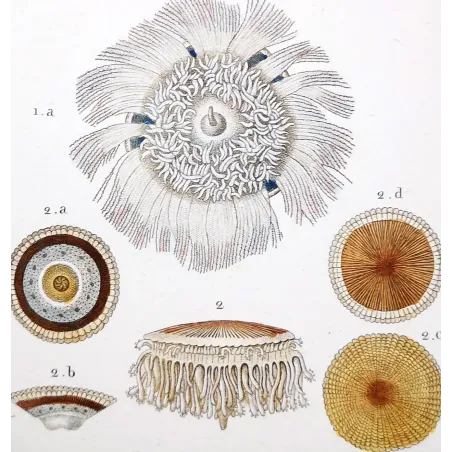 Antique Marine Engraving – Pierre Antoine Prêtre – Blue Botton Jellyfish