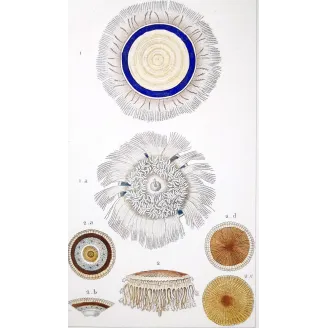 Antique Marine Engraving – Pierre Antoine Prêtre – Blue Botton Jellyfish