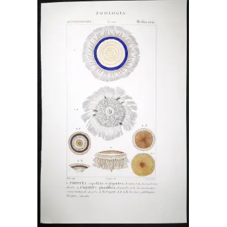 Antique Marine Engraving – Pierre Antoine Prêtre – Blue Botton Jellyfish