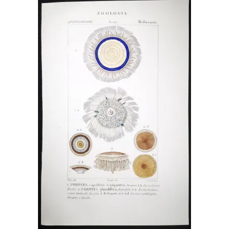 Antique Marine Engraving – Pierre Antoine Prêtre – Blue Botton Jellyfish