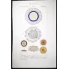 Blue Botton Jellyfish (*Porpita Porpita*) (* Porpita glandifera*) Pretre (c1835)