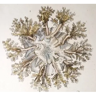Antique Marine Engraving – Pierre Antoine Prêtre – Cassiopea