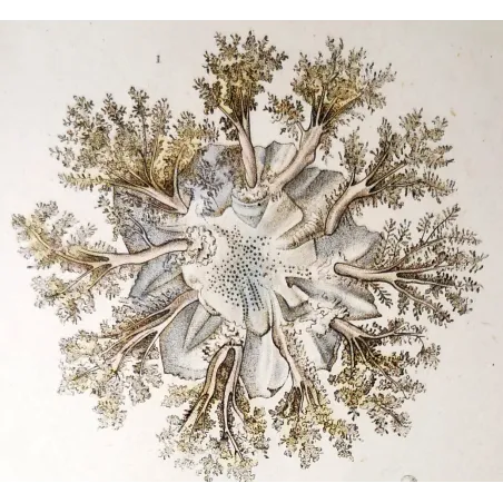 Antique Marine Engraving – Pierre Antoine Prêtre – Cassiopea
