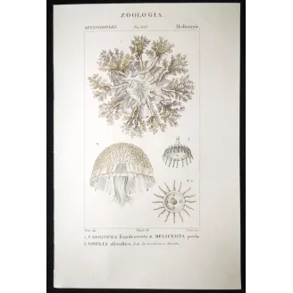 Antique Marine Engraving – Pierre Antoine Prêtre – Cassiopea