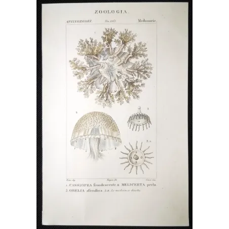 Antique Marine Engraving – Pierre Antoine Prêtre – Cassiopea