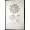 Cassiopea (*Cotylorhiza tuberculata*) , Melicerta (*Melicetum sensu-*)  Obelia Jellyfish Pretre (c1835)