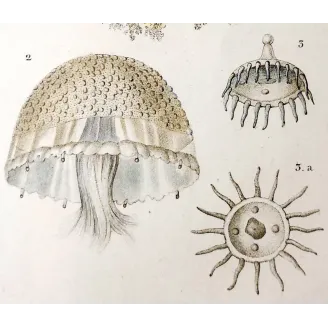 Antique Marine Engraving – Pierre Antoine Prêtre – Cassiopea