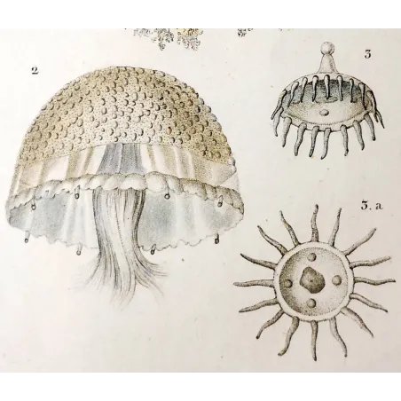 Antique Marine Engraving – Pierre Antoine Prêtre – Cassiopea