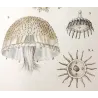 Cassiopea (*Cotylorhiza tuberculata*) , Melicerta (*Melicetum sensu-*)  Obelia Jellyfish Pretre (c1835)
