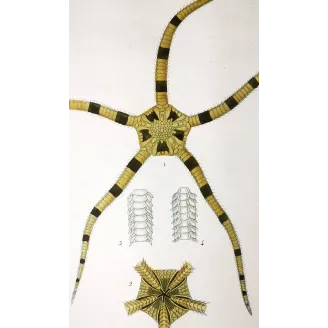 Antique Marine Engraving – Pierre Antoine Prêtre – Brittle Star