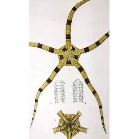 Antique Marine Engraving – Pierre Antoine Prêtre – Brittle Star
