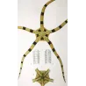 Brittle Star (*Ophiura annulosa*)  | Ofiura | Starfish Pretre (c1835)