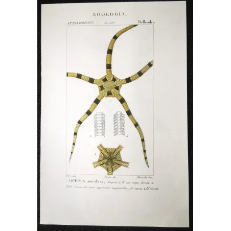 Antique Marine Engraving – Pierre Antoine Prêtre – Brittle Star
