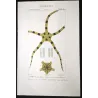 Brittle Star (*Ophiura annulosa*)  | Ofiura | Starfish Pretre (c1835)