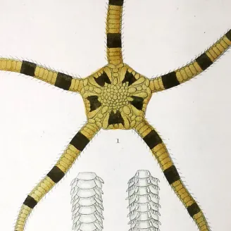 Antique Marine Engraving – Pierre Antoine Prêtre – Brittle Star