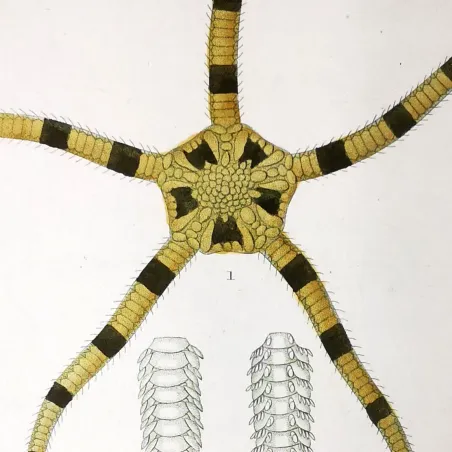Antique Marine Engraving – Pierre Antoine Prêtre – Brittle Star