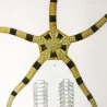 Brittle Star (*Ophiura annulosa*)  | Ofiura | Starfish Pretre (c1835)
