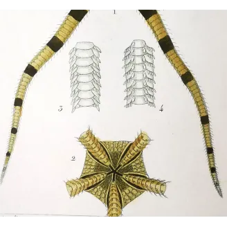 Antique Marine Engraving – Pierre Antoine Prêtre – Brittle Star
