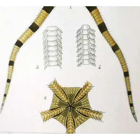 Antique Marine Engraving – Pierre Antoine Prêtre – Brittle Star