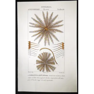 Antique Marine Engraving – Pierre Antoine Prêtre – Featherstar