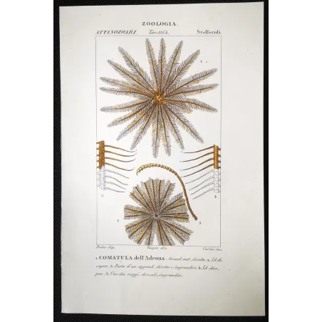 Antique Marine Engraving – Pierre Antoine Prêtre – Featherstar