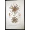 Featherstar  (*Crinoids*) | (*Comatula Solaris*) Pretre (c1835)