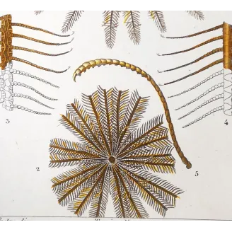 Antique Marine Engraving – Pierre Antoine Prêtre – Featherstar