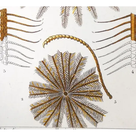 Antique Marine Engraving – Pierre Antoine Prêtre – Featherstar