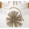 Featherstar  (*Crinoids*) | (*Comatula Solaris*) Pretre (c1835)
