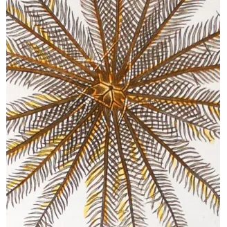 Antique Marine Engraving – Pierre Antoine Prêtre – Featherstar