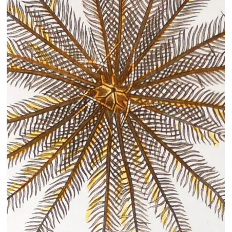 Antique Marine Engraving – Pierre Antoine Prêtre – Featherstar