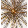 Featherstar  (*Crinoids*) | (*Comatula Solaris*) Pretre (c1835)