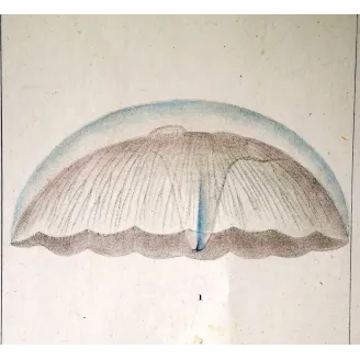 Antique Print by Pierre Antoine Prêtre – Moon Jellyifsh (Aurelia labiata)
