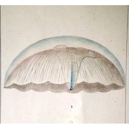Antique Print by Pierre Antoine Prêtre – Moon Jellyifsh (Aurelia labiata)