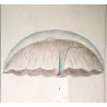 Moon Jellyifsh (*Aurelia labiata*)  Pretre (c1835)